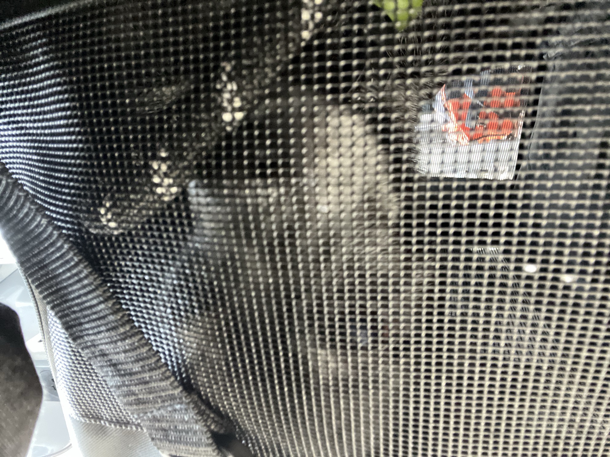 Our dog peering out through the mesh of his travel crate before the flight