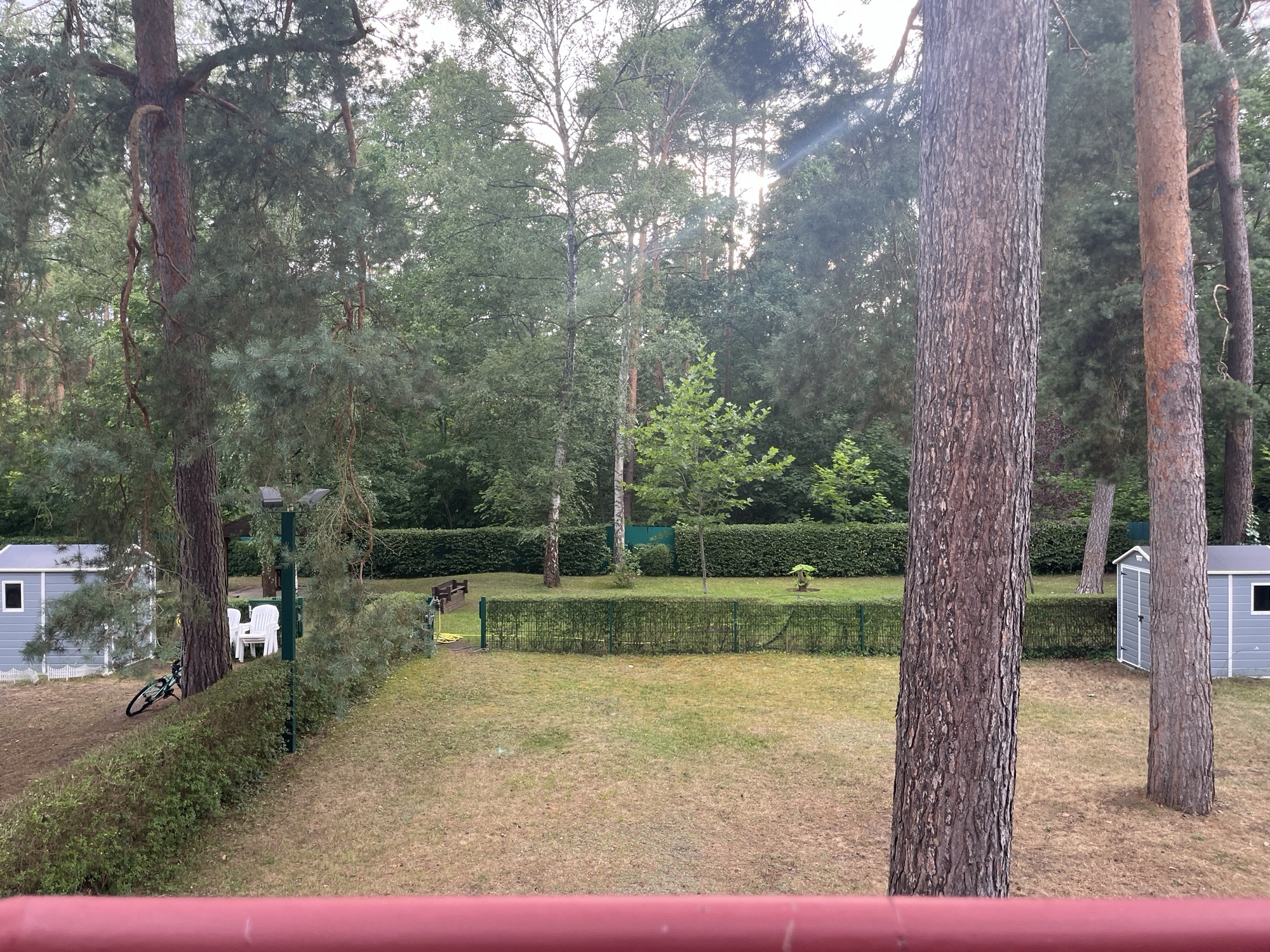 The view from the house: our backyard opening straight into the pines of Grunewald