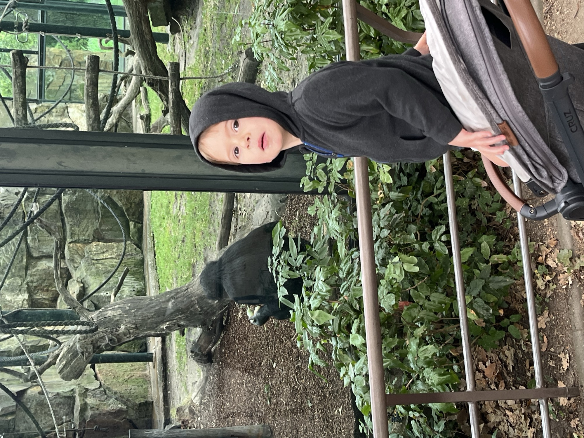 George in a hooded sweatshirt beside his stroller at the zoo, a gorilla sitting behind the glass of its enclosure