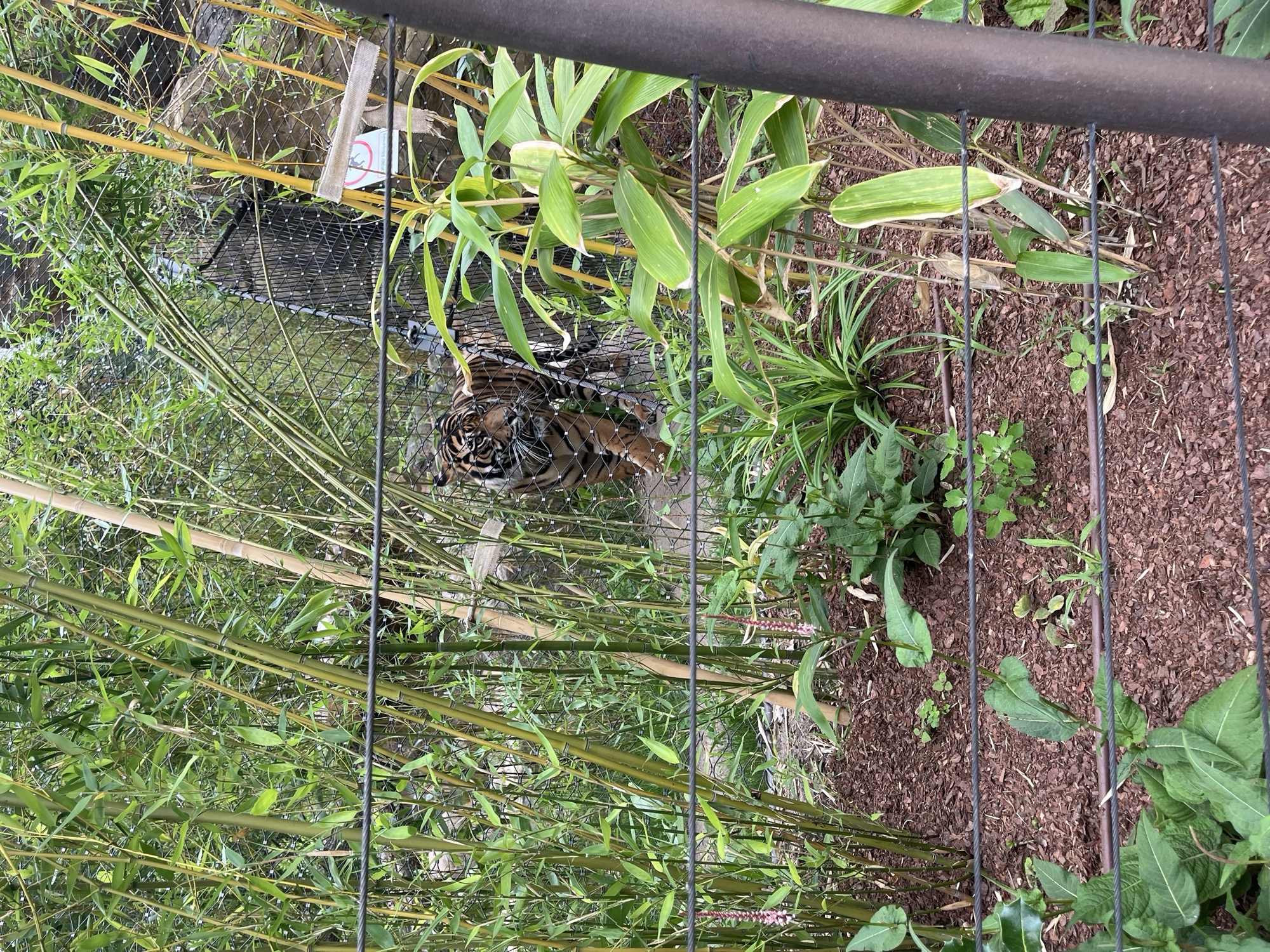 A tiger resting among the bamboo of its enclosure at the zoo, seen through the wire fence